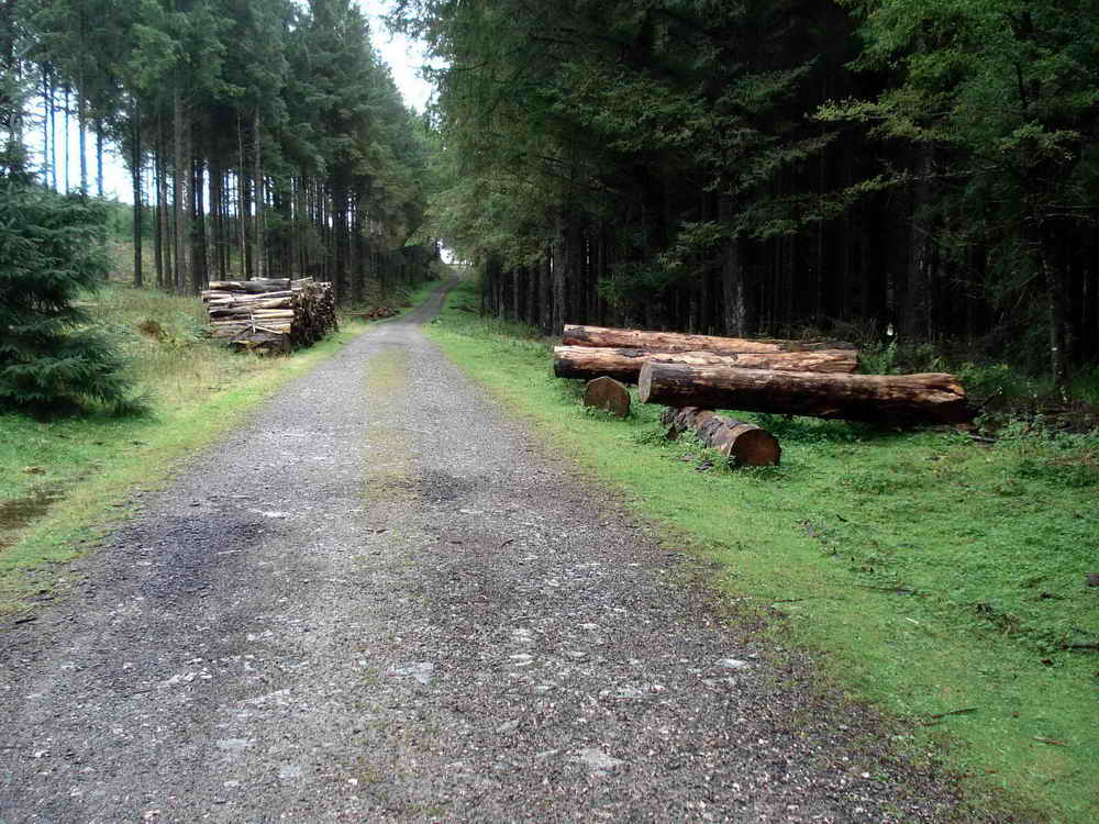 The forest track back to Bellever Car Park