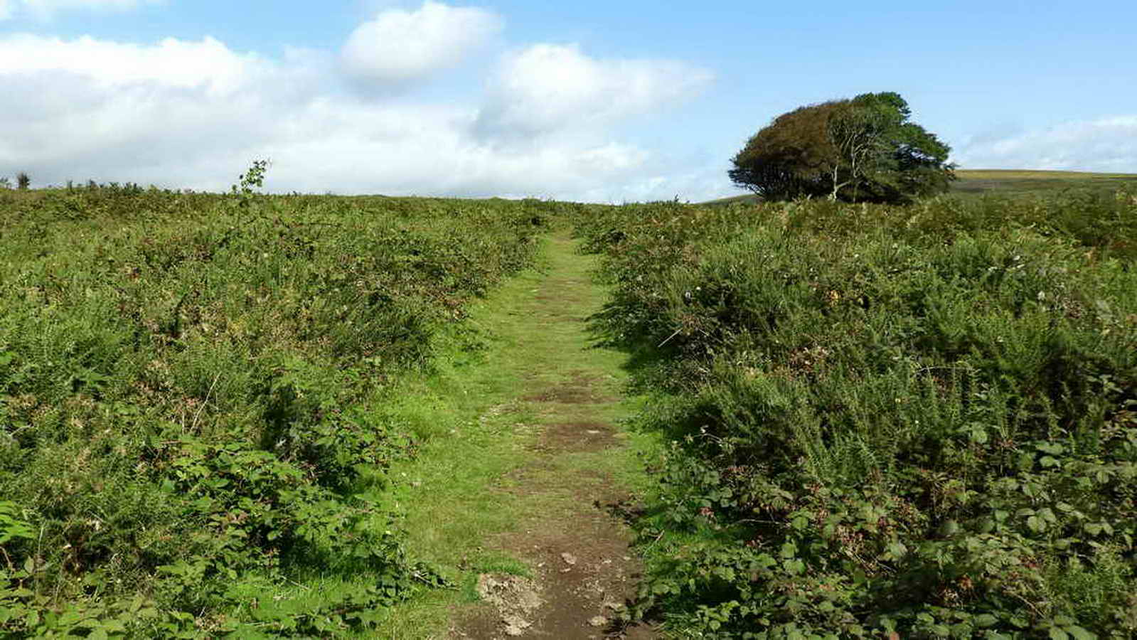 The track back towards the car park, most of Welstor Common seems to be taken over by Gorse, or “furze” to use local parlance