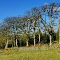Burrator Arboretum and Sheeps Tor circular