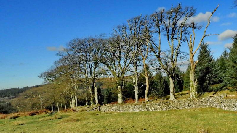 Featured image of post Burrator Arboretum and Sheeps Tor circular
