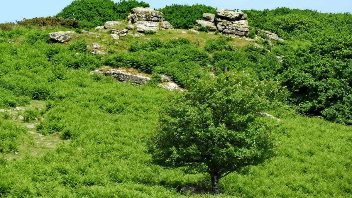 Cadworthy Tor in the distance