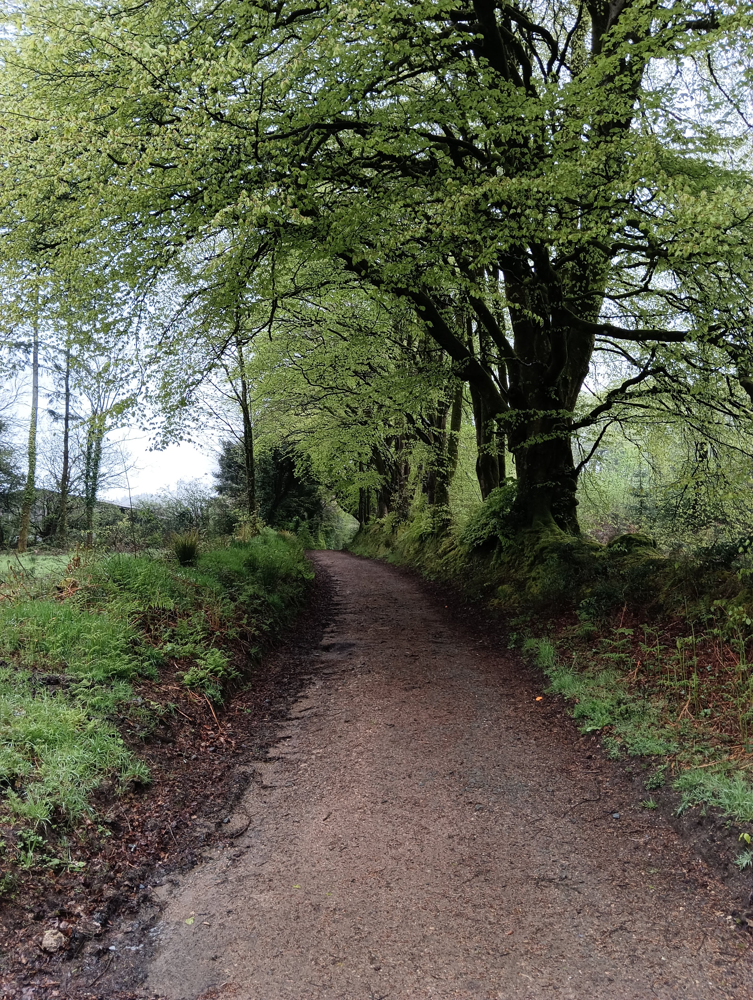 A fine stand of Beech Trees along the track