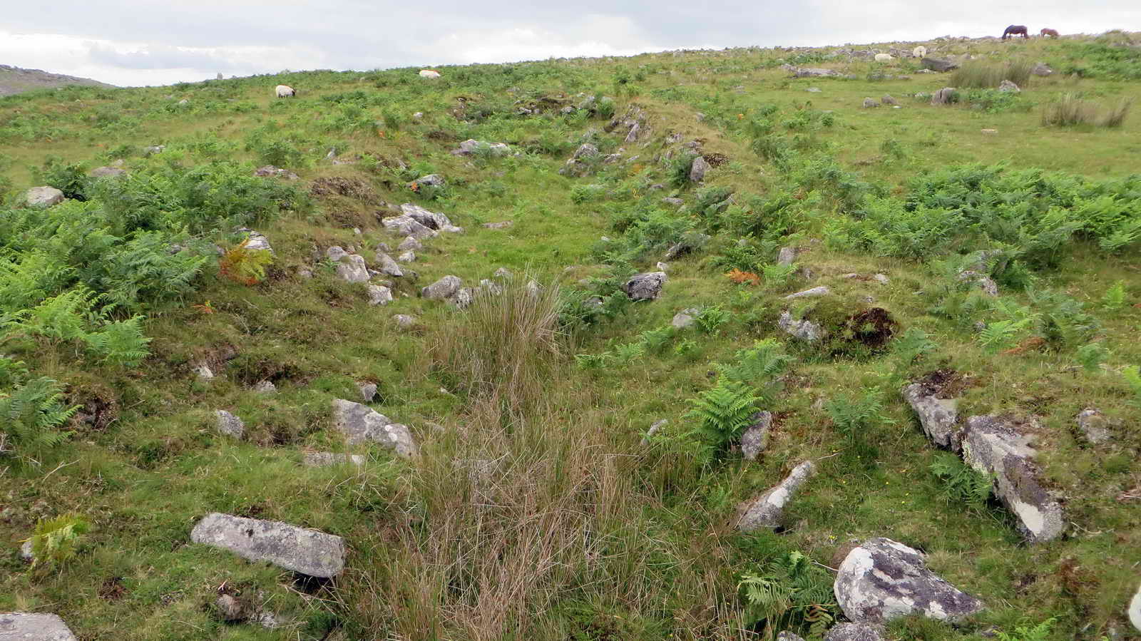 In the longhouse looking up the slope