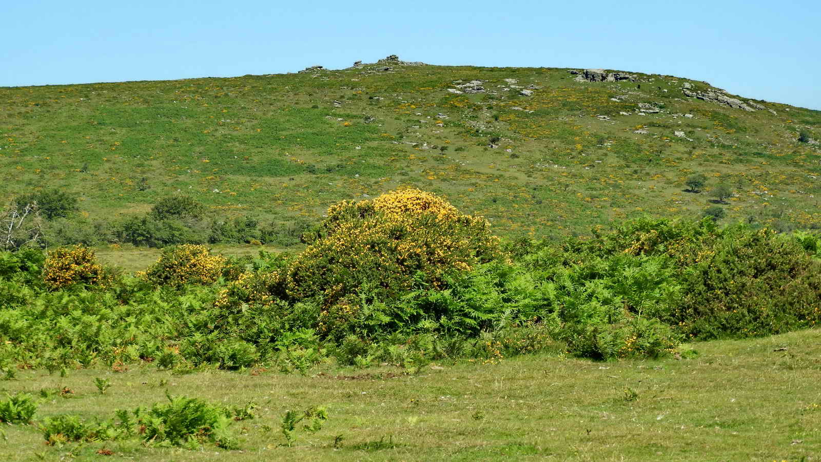 Corndon Tor to the Northwest - 434 metres (1423 feet)