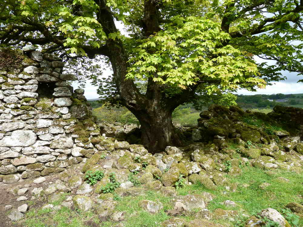 Old Sycamore Tree
