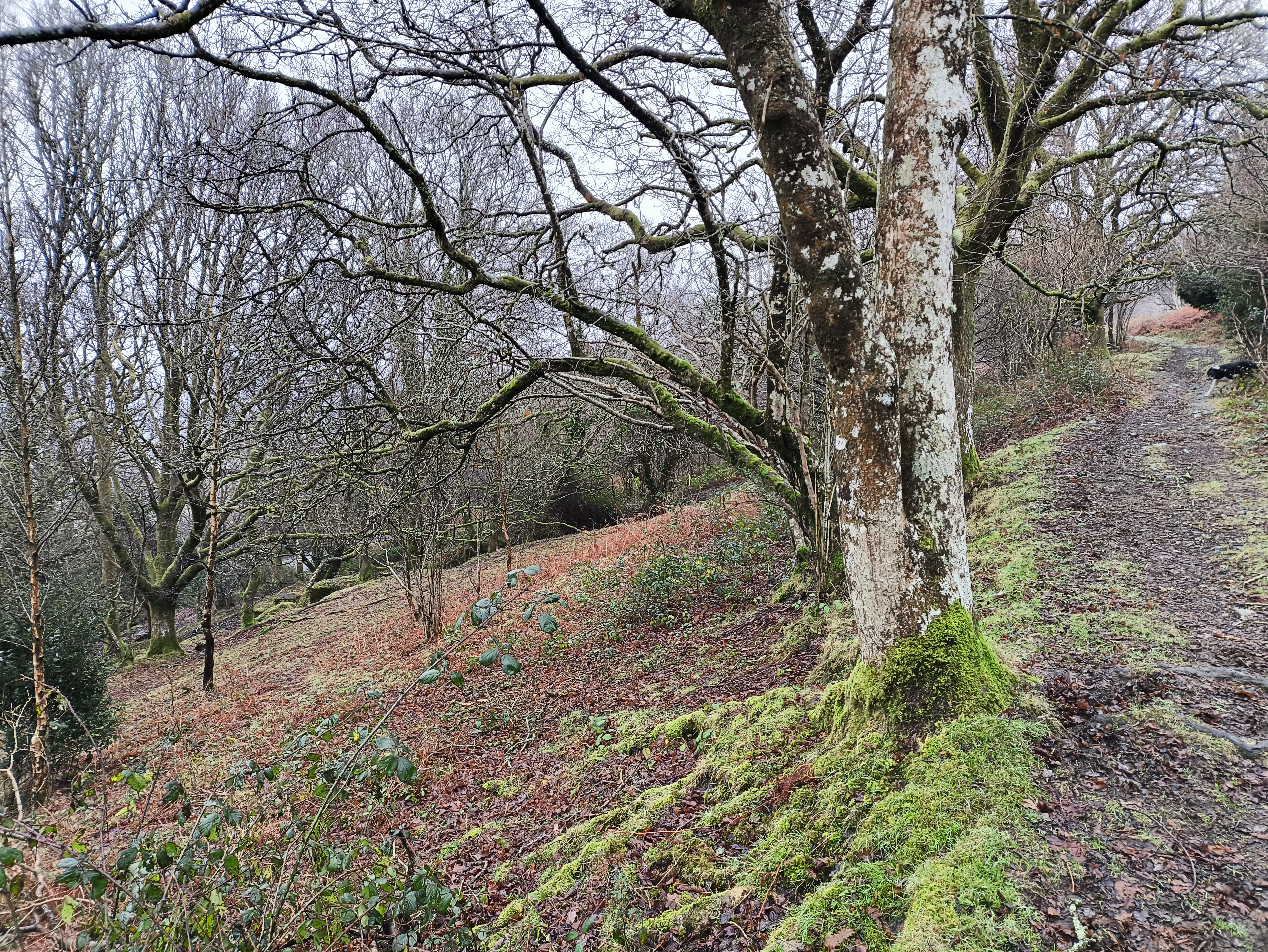 Looking back up the track