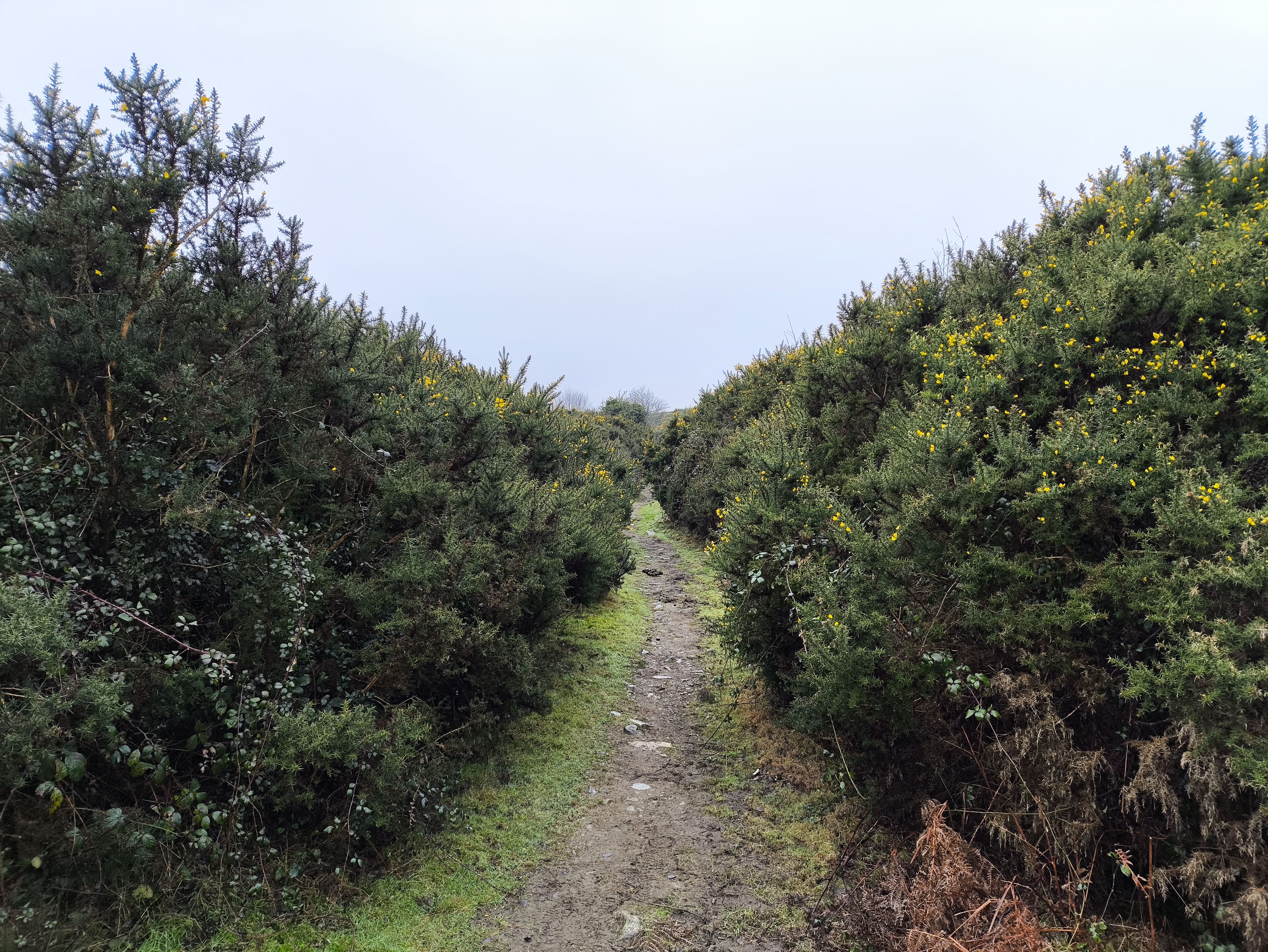 The Gorse can sometimes get a little over-friendly