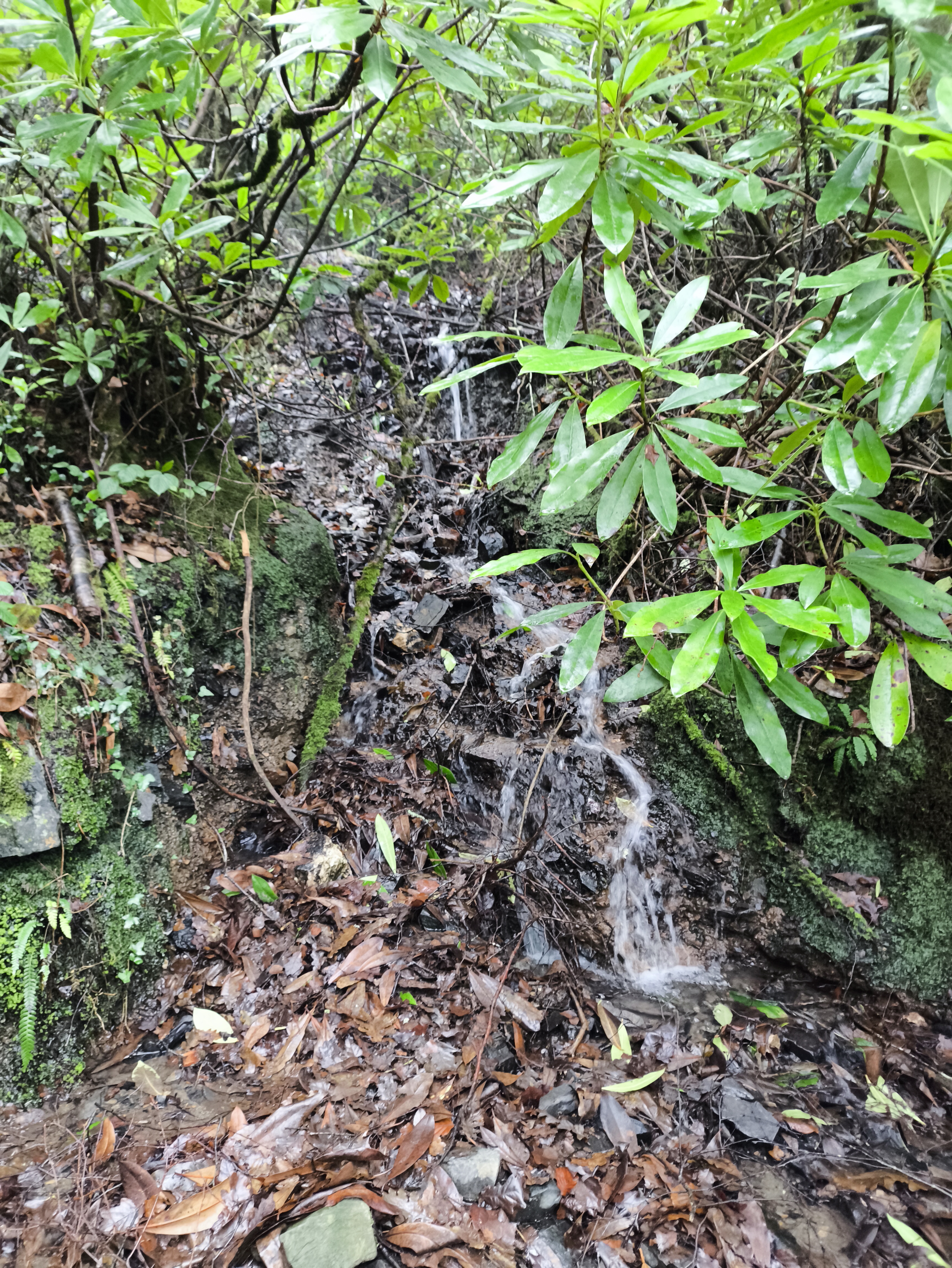 A small waterfall above the path