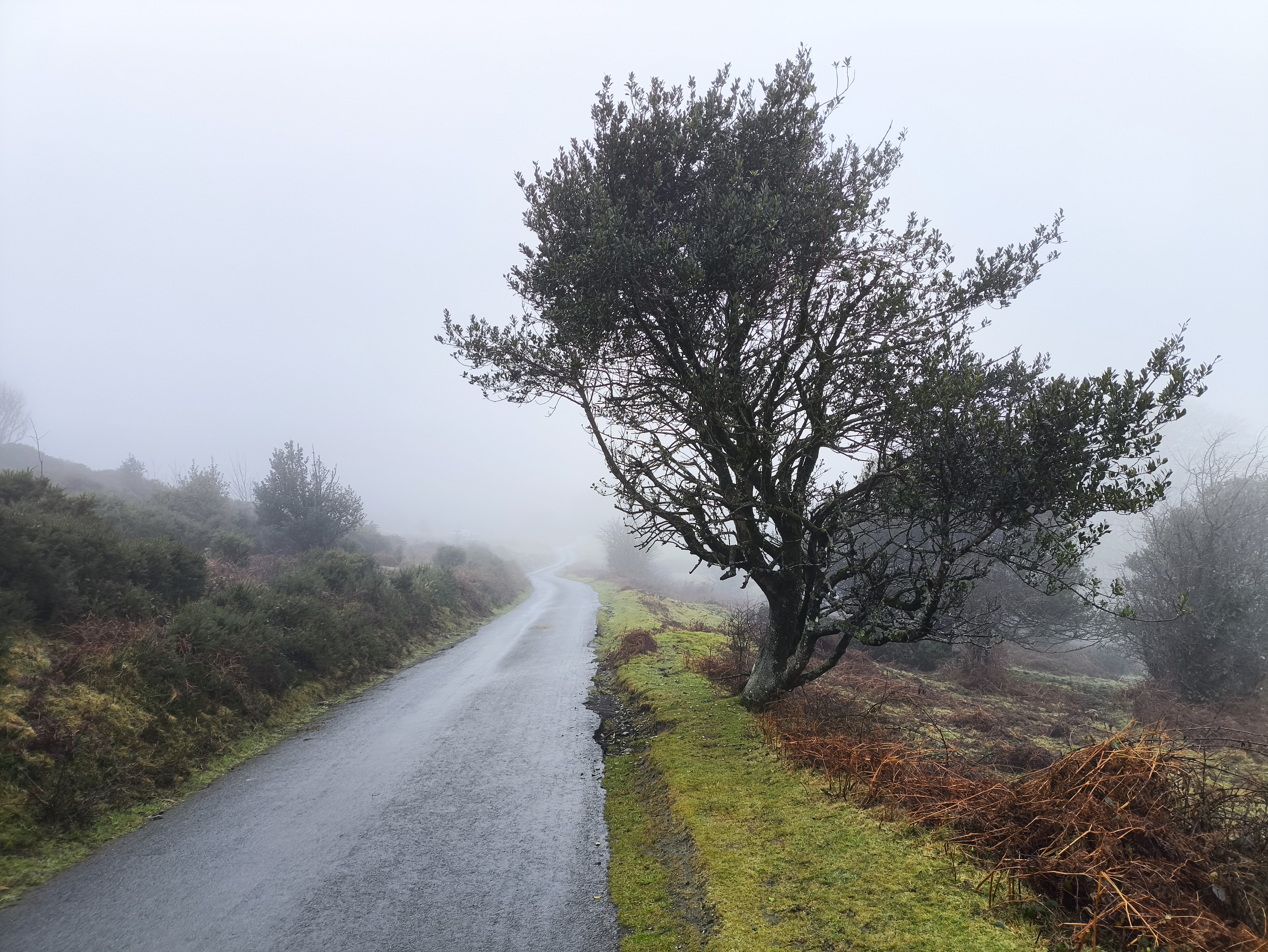 A roadside holly