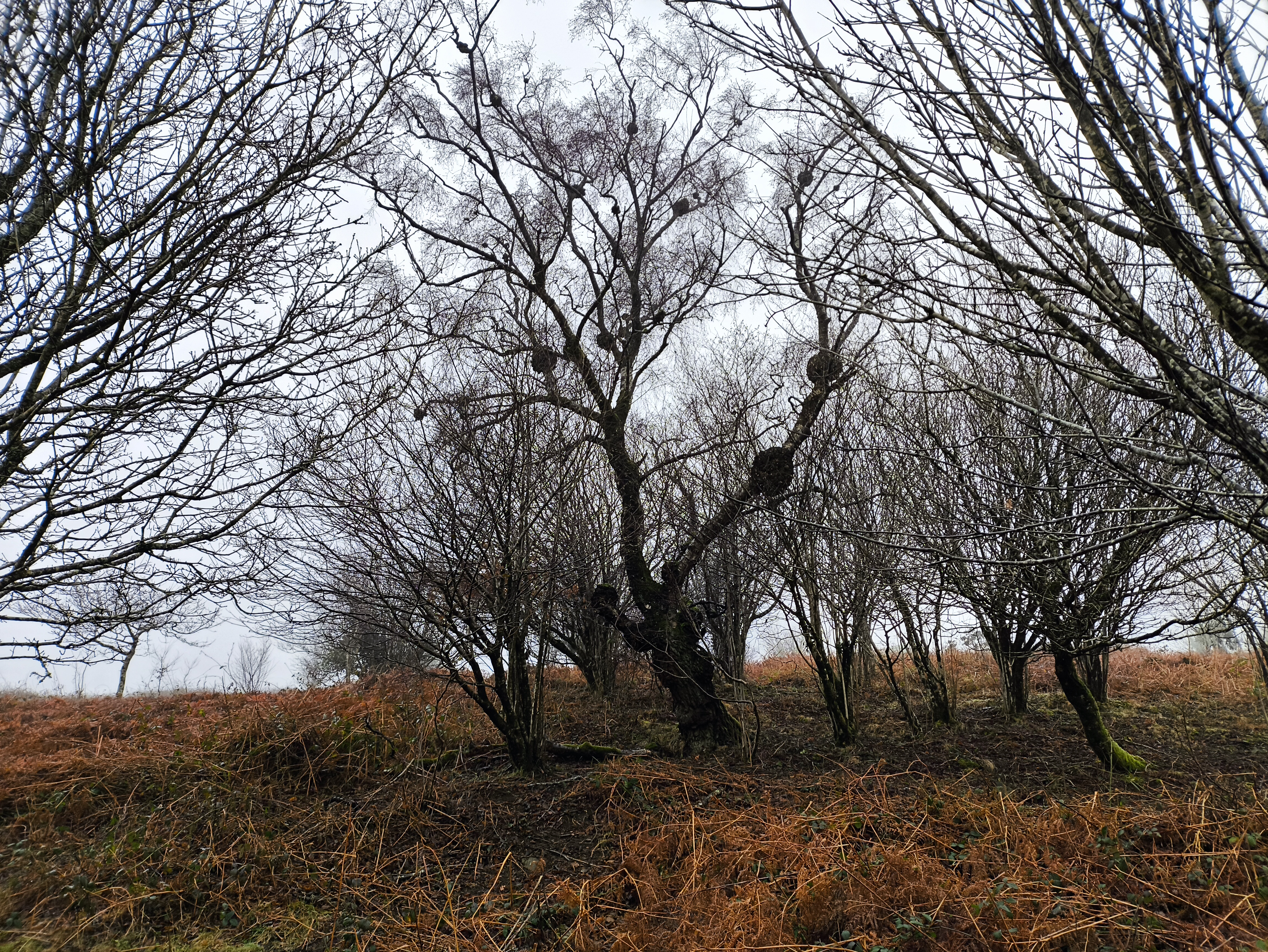 To the left, The Burr Birch of Haytor - impressive burrs