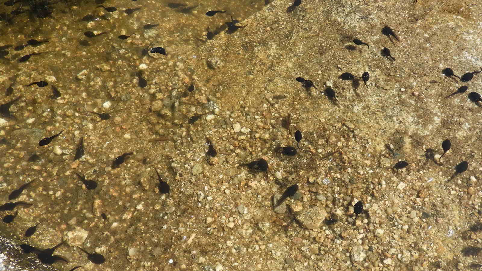 Tadpoles