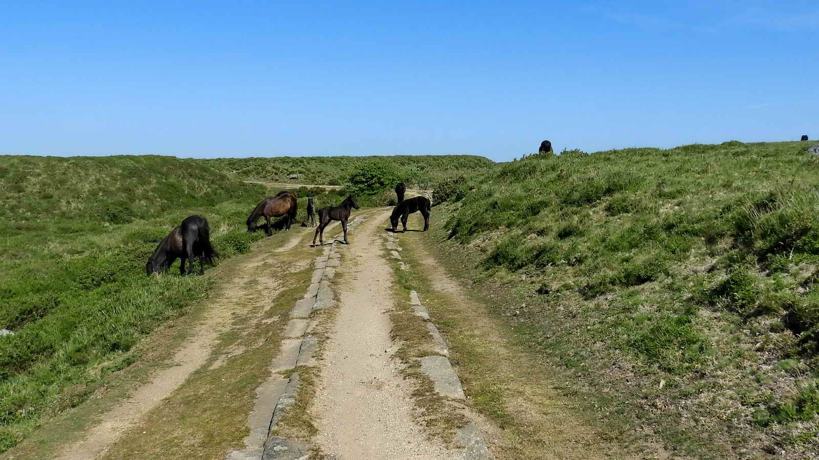 Ponies on the line