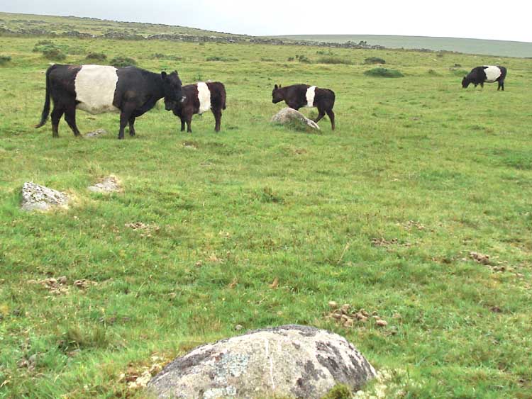 Black and white Belted Galloway cows with the dry Wheal Emma leat behind them