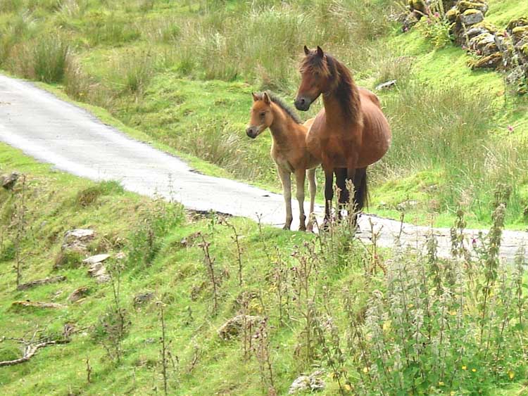 Mother and Foal Dartmoor Ponies - part of Anton Coaker’s Sherberton herd