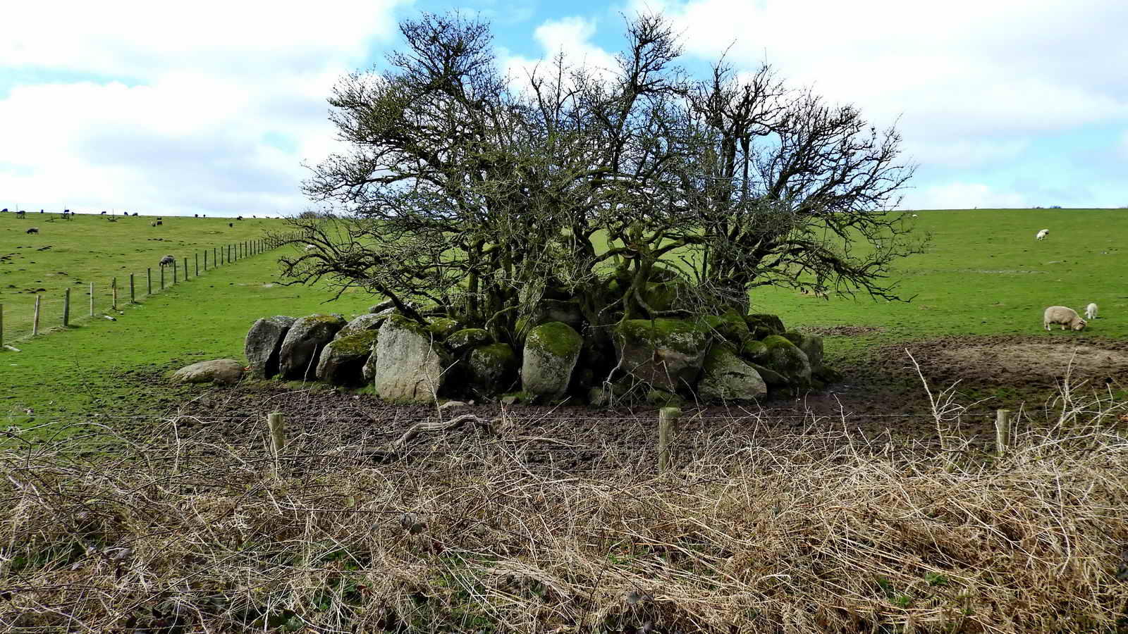 Swallerton Rocks, at SX 73878 79656. It’s been suggested this is a field clearance cairn, but someof the rocks weigh around two tons so that seems unlikely