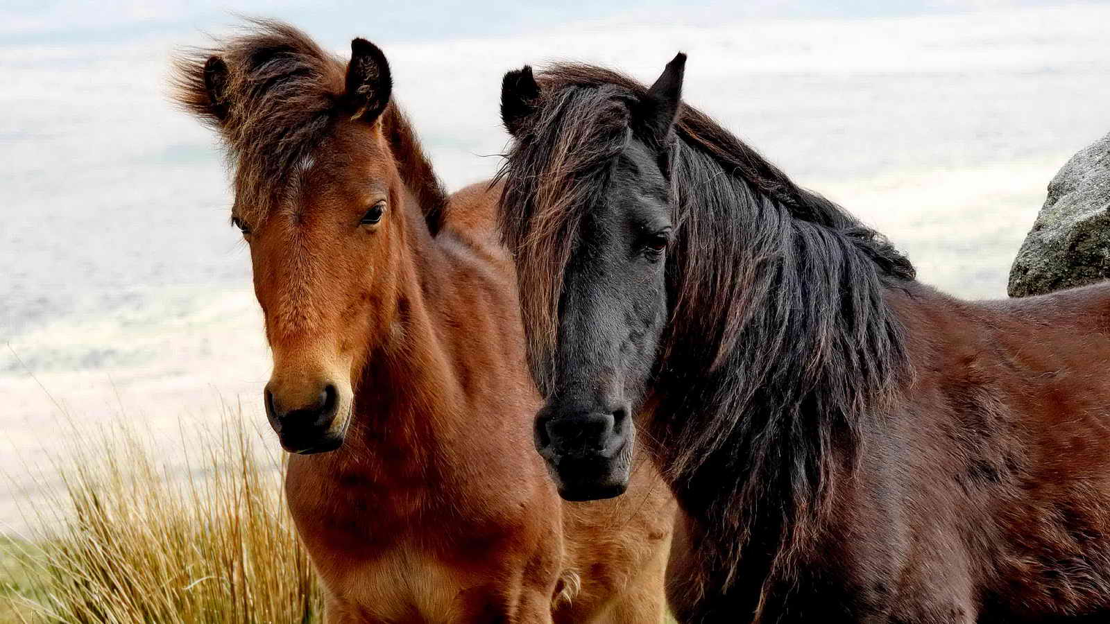 Local residents