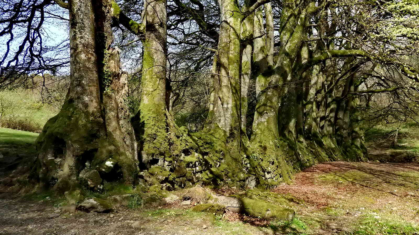 After leaving the car park and reaching the woods, the first thing we pass is this magnificent wall now almost completely enveloped by a row of beech trees