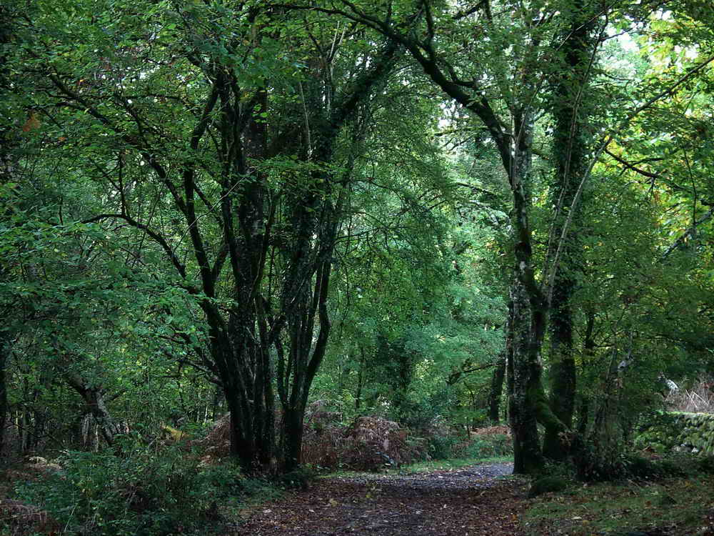 Leaving the moor, we enter the flat woodland area bordering the river