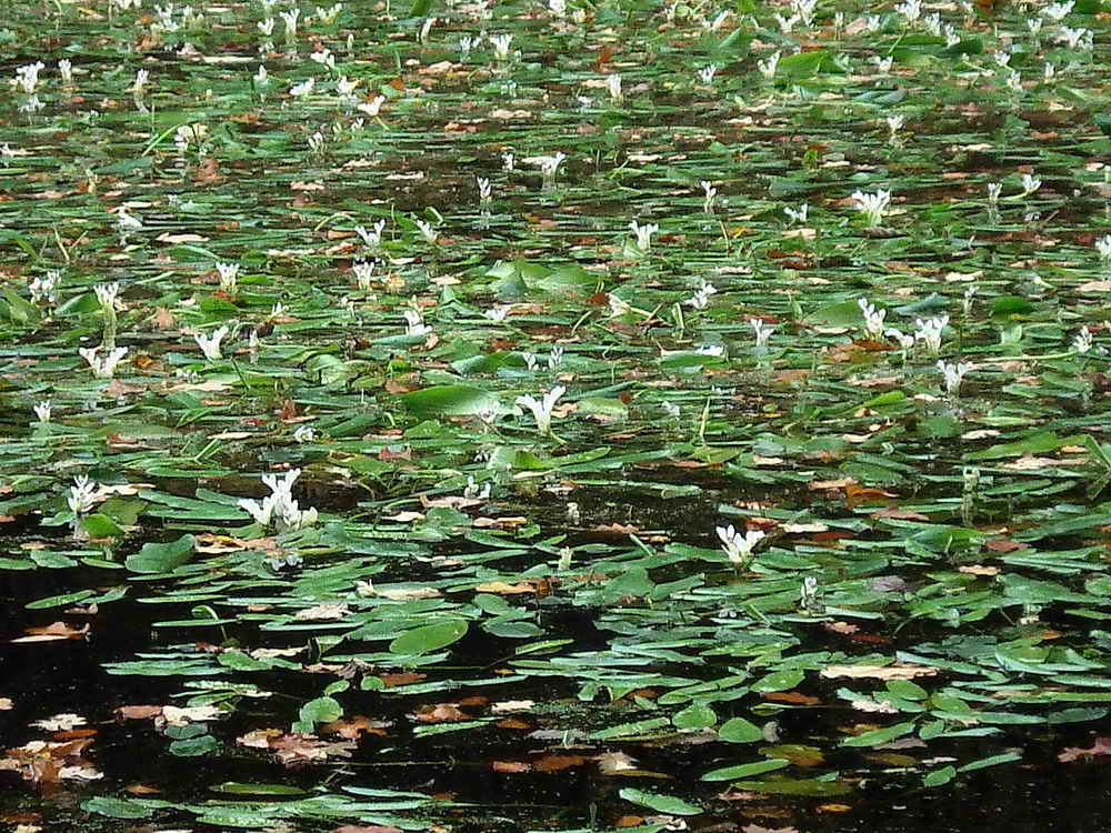 Close up of the lilies
