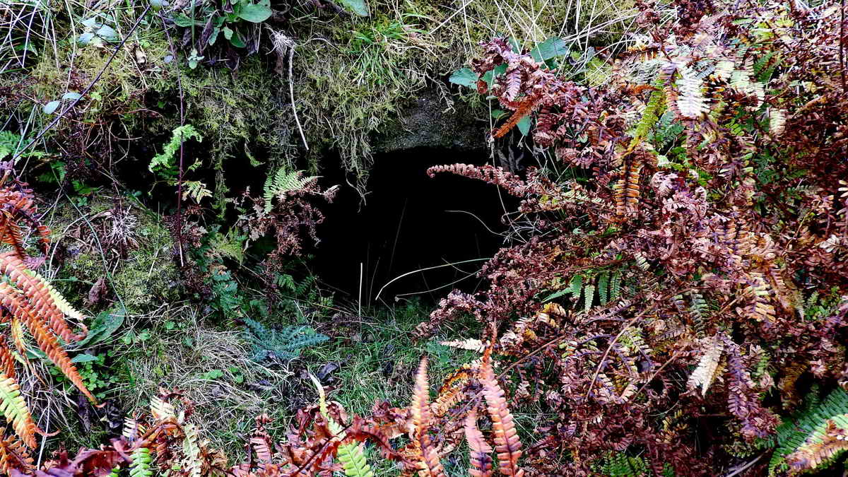 Alternatively, the fougou (Cornish for “cave” or vooga in “Devon”) at SX 56721 69774: a tinners’ cache, dug into a bank where they would keep tools overnight to save carrying them long distances. It can be viewed from the Norsworthy Bridge-to-Leather Tor Bridge track at SX 56772 69746