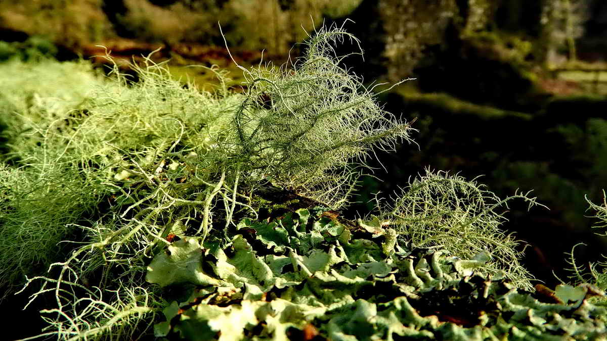 Unidentified lichens on the fence rail