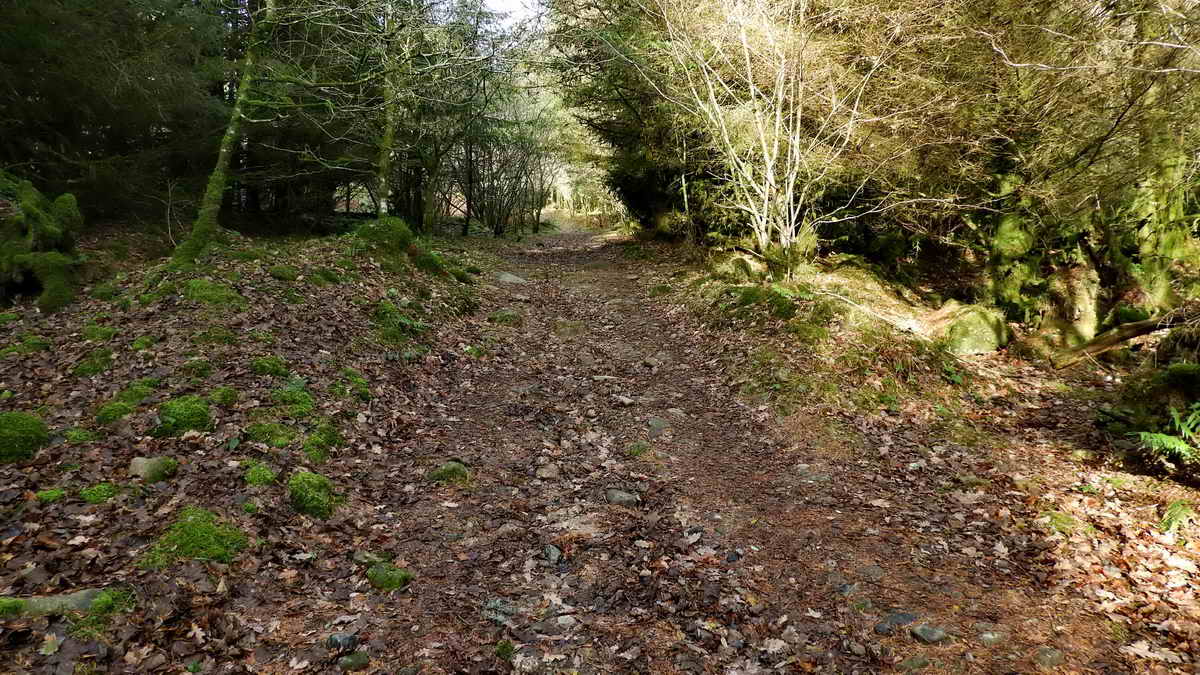 A view of the ascending path through the woods