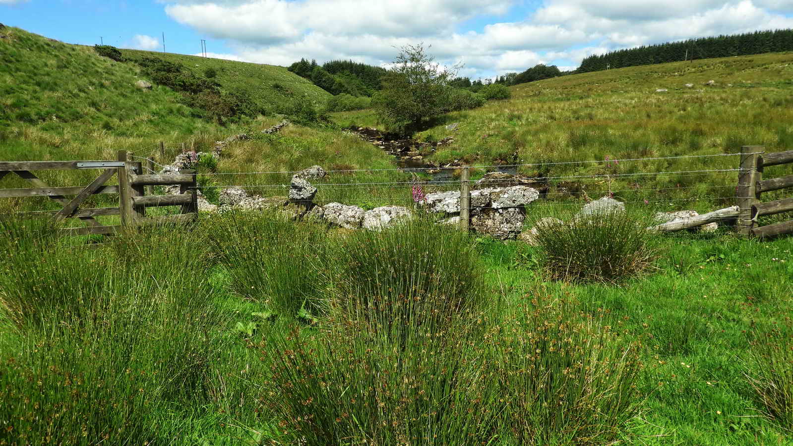 Looking up the Blackabrook River