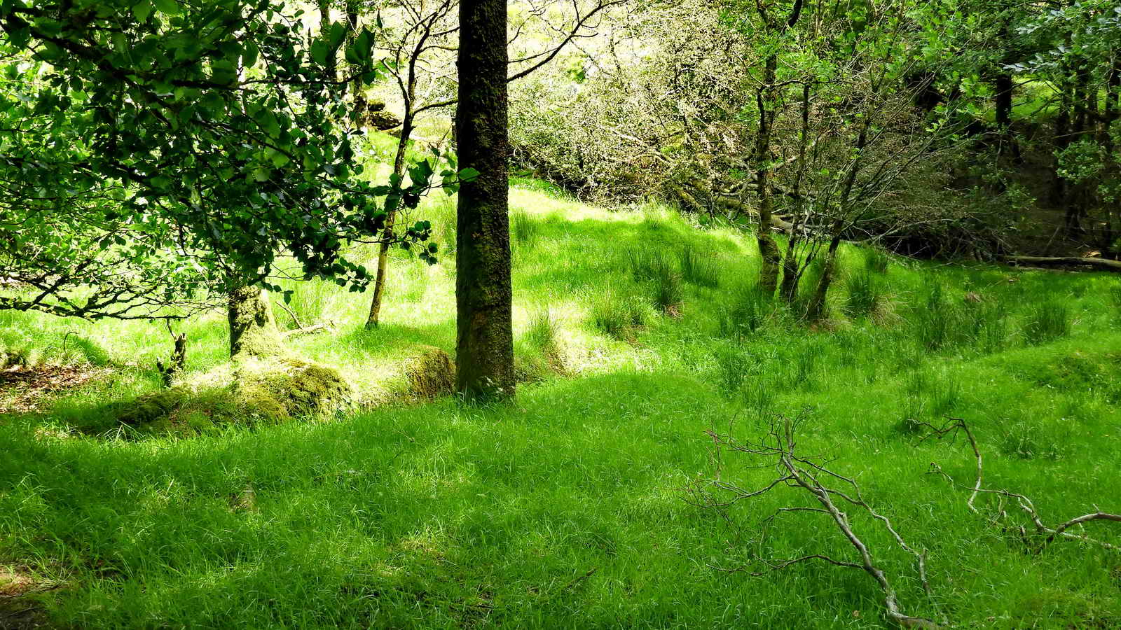 Stamping mill / blowing house wheel pit and dressing floors in what is now a small wooded area, at SX 60164 73424