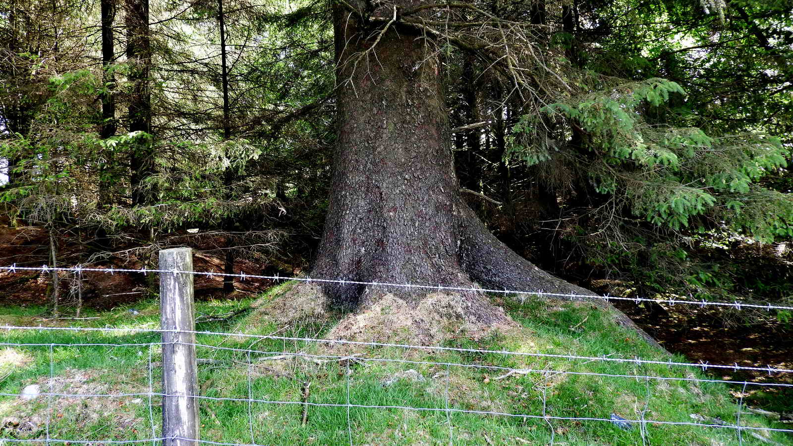 This fir tree beside the track is quite old - it is more impressive than it looks in this photograph