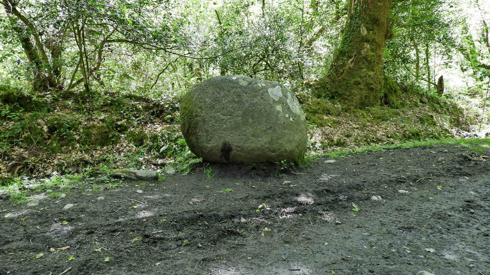 Pudding stone. SX 77950 79976