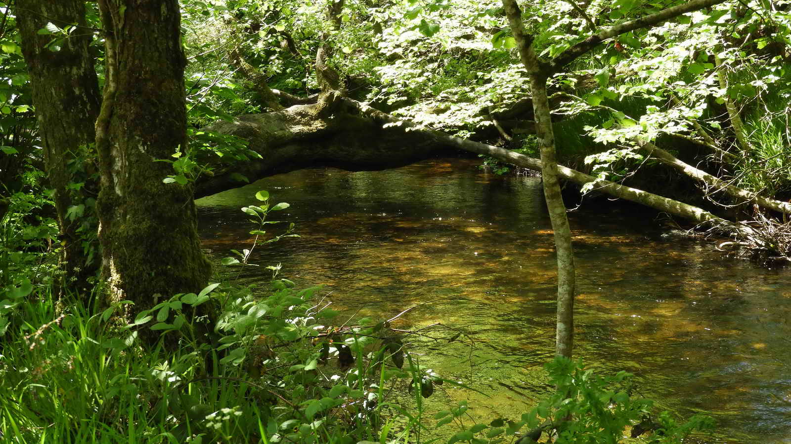 A large fallen tree forms a natural bridge over the river