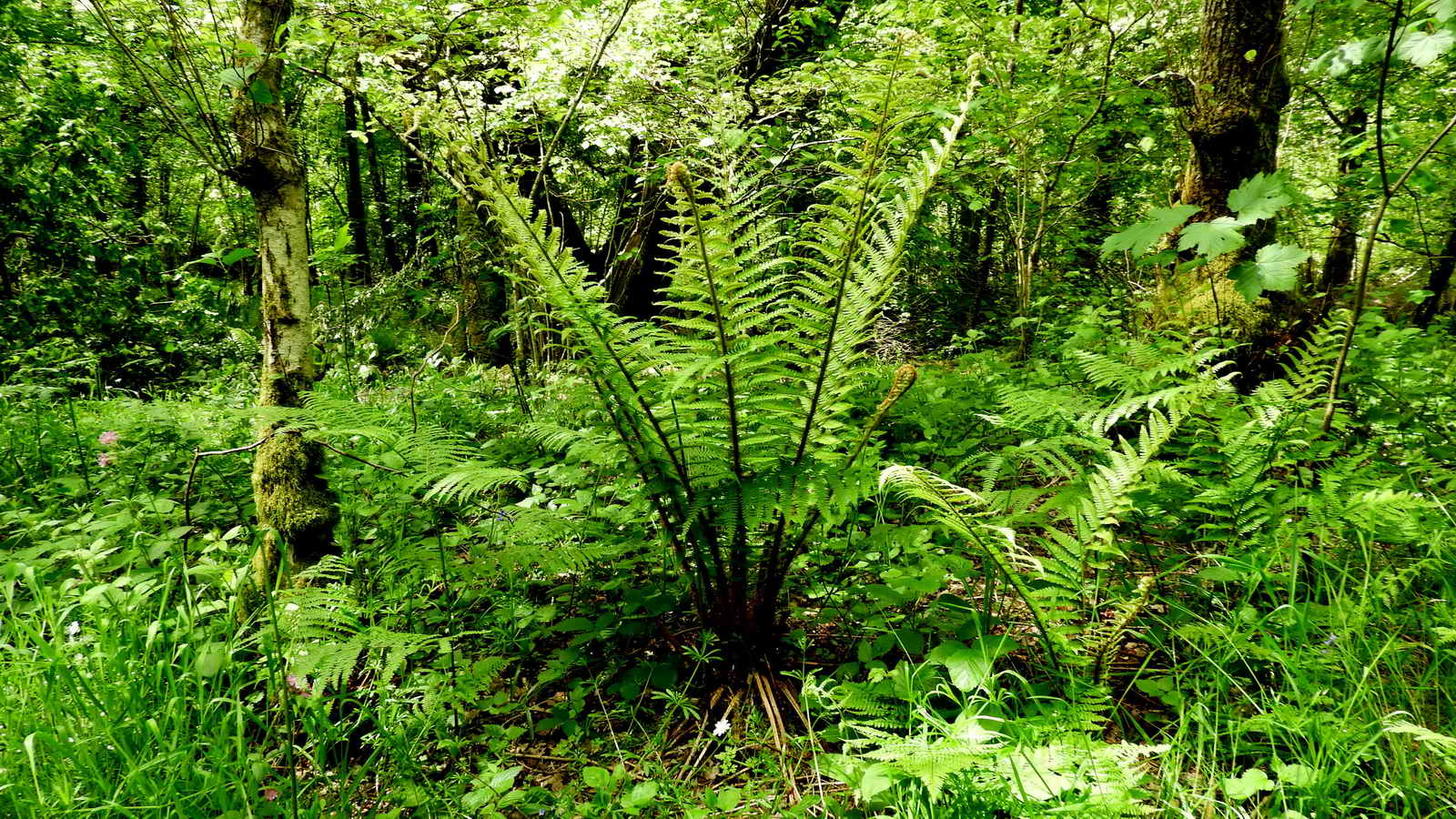 Fine example of a Golden Shield Fern, Dryopteris affinis