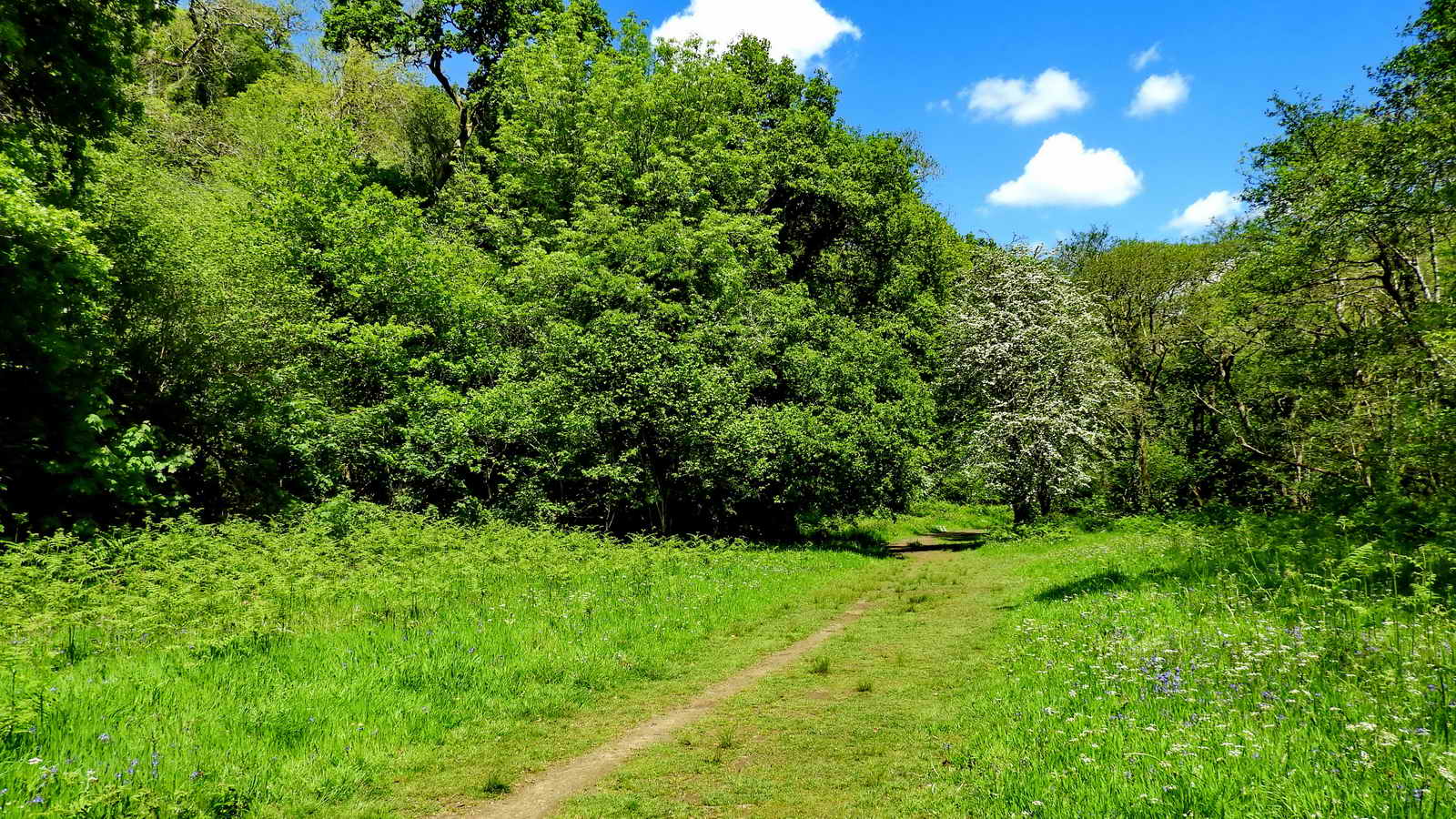 A glade in Rudge Woods