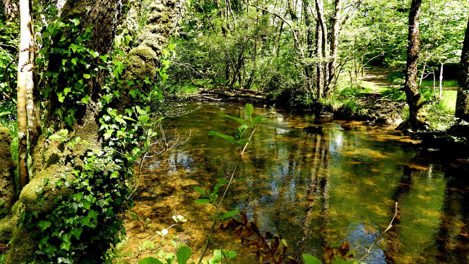 River Bovey