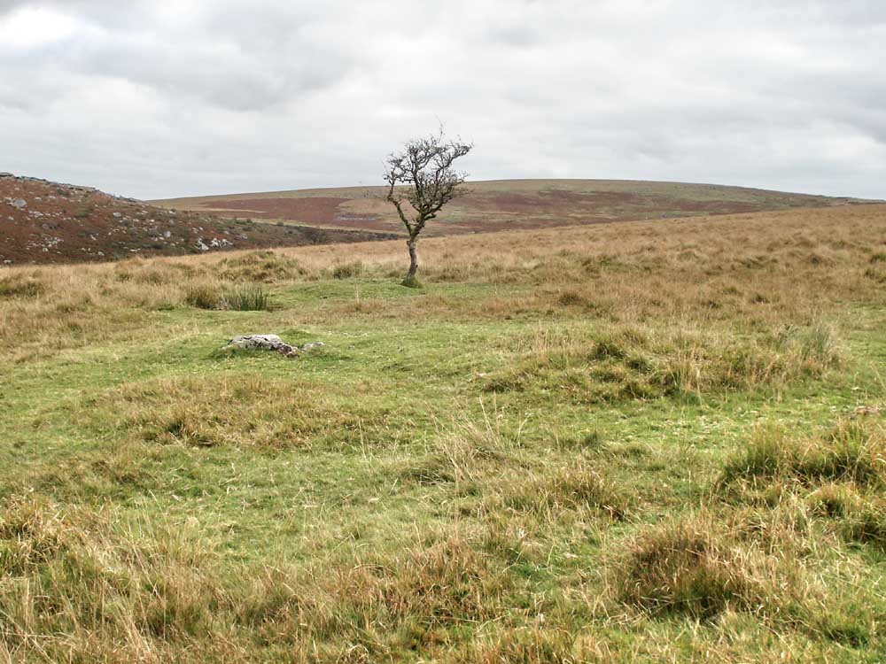 Solitary tree with Outhome cist nearby