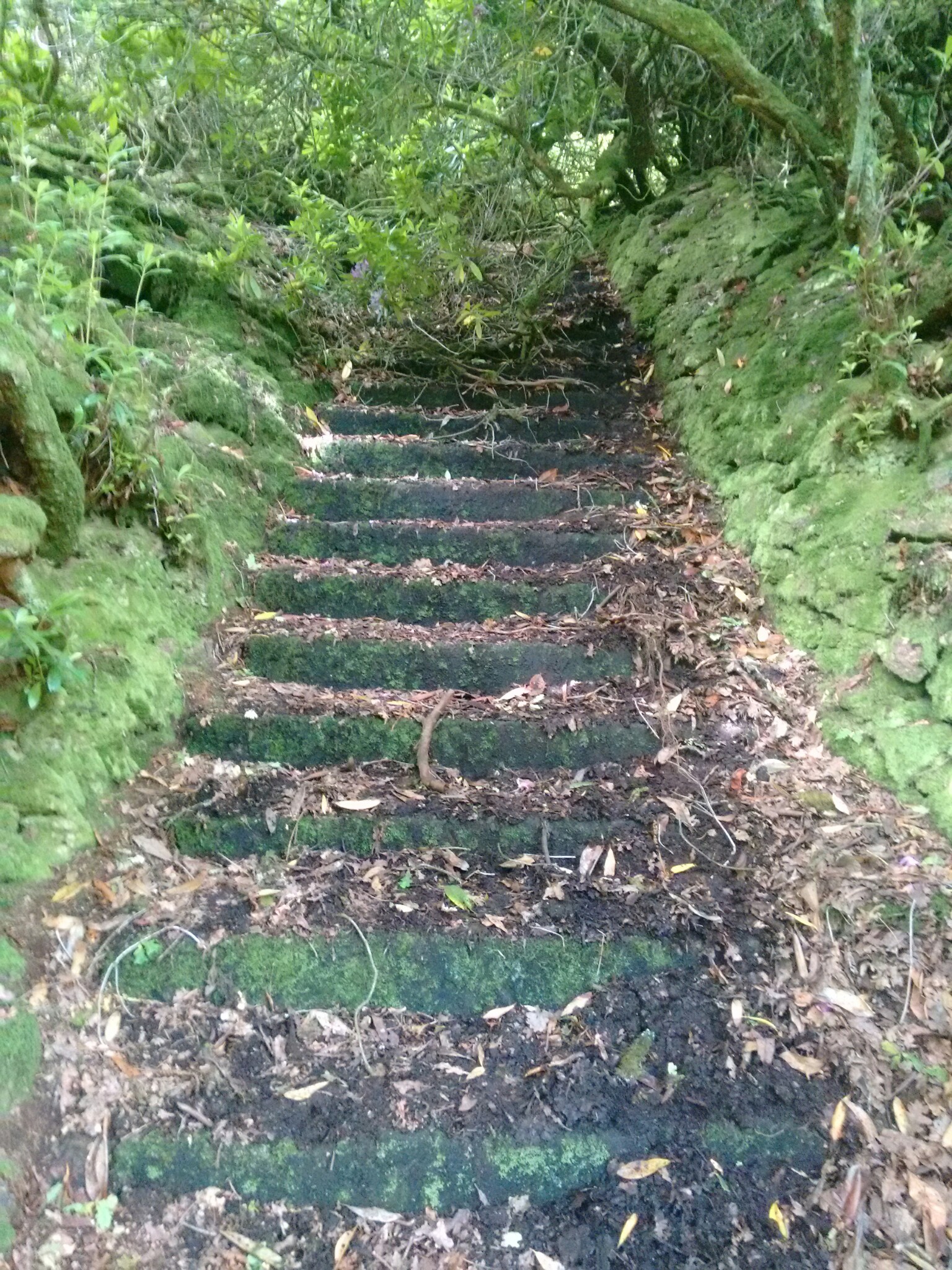 Steps ascending the hill behind Brentmoor House