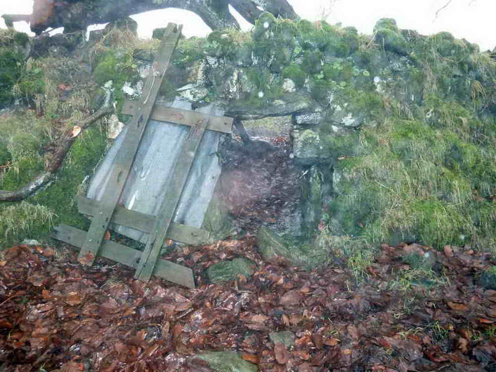 Sheep creep through the hedge