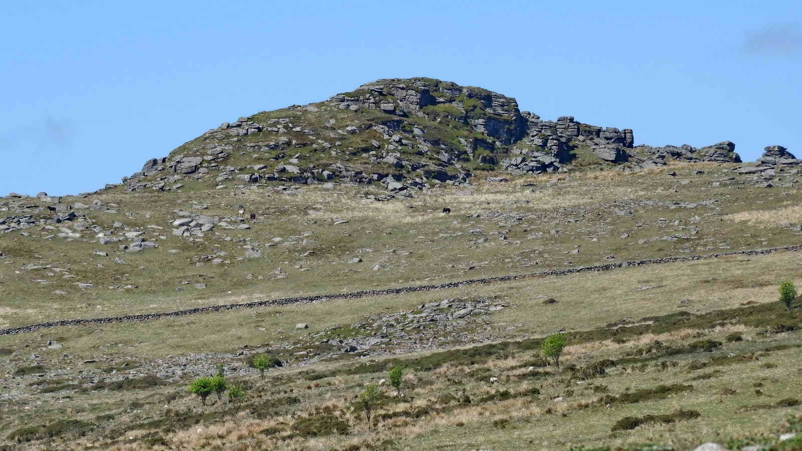 Zoomed view, from the gate, to Longaford Tor, SX 615 779, elevation 507 metres (1663 feet)