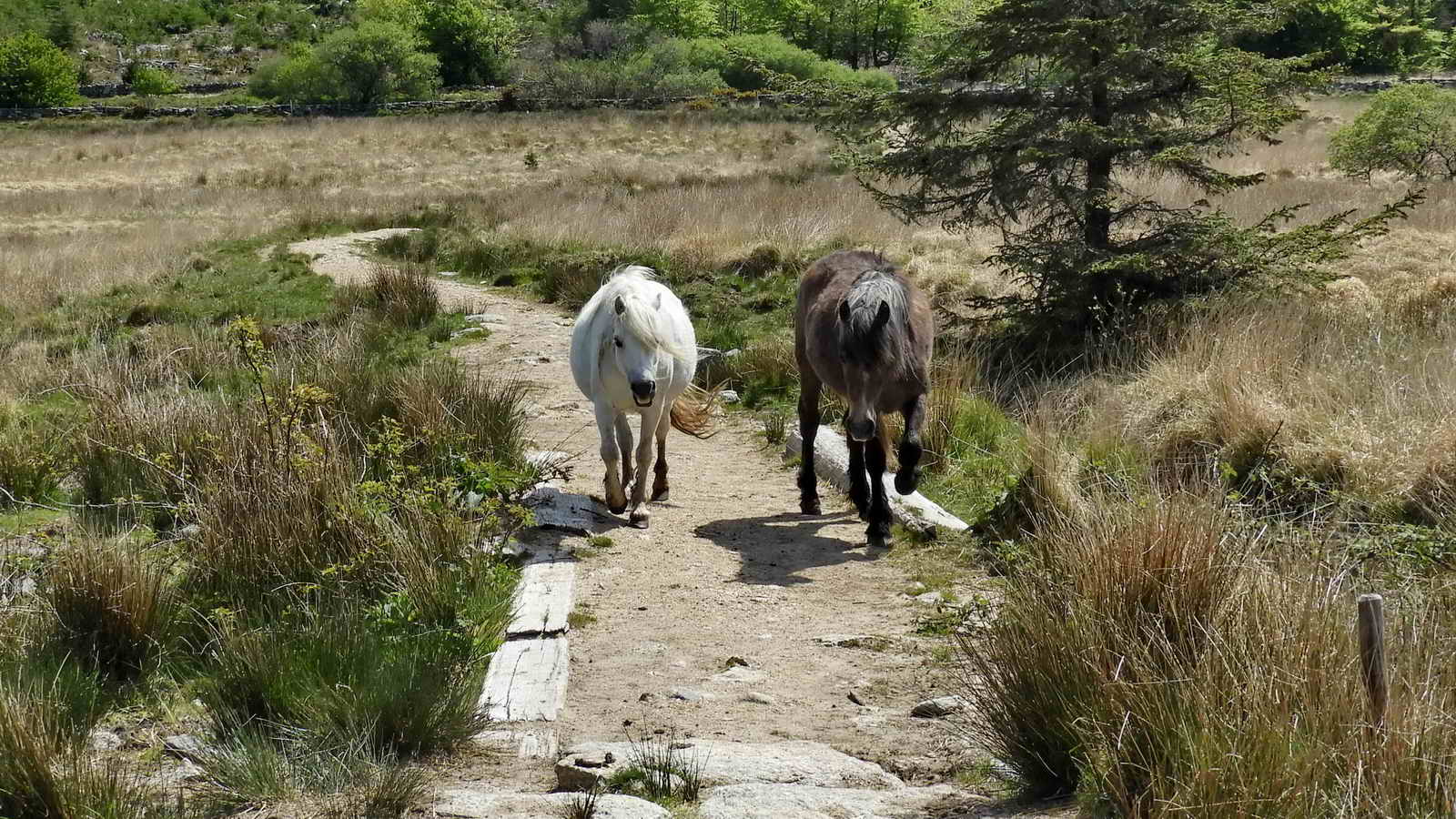 Ponies on the track back to the car