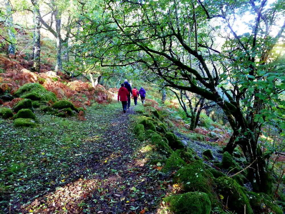 The path ahead in White Wood, below Bench (aka Benjy) Tor