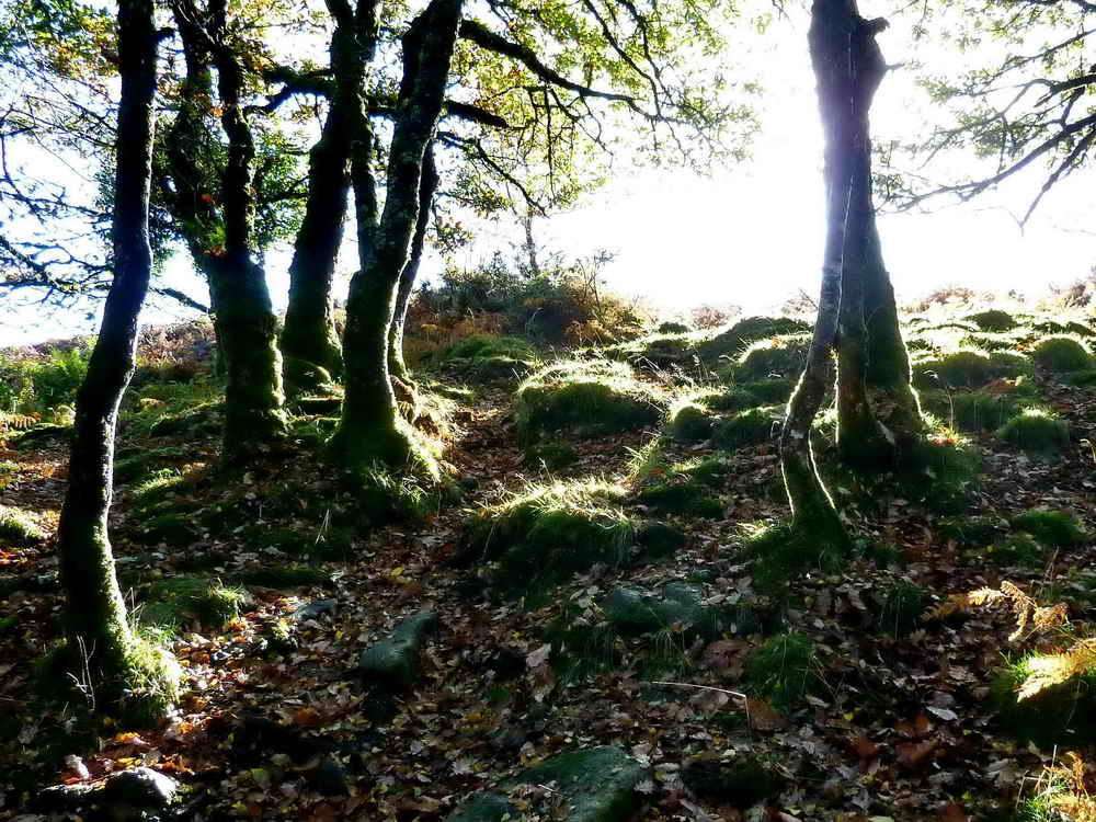 At the top of the path going up to Bench Tor, going out into the sunlight