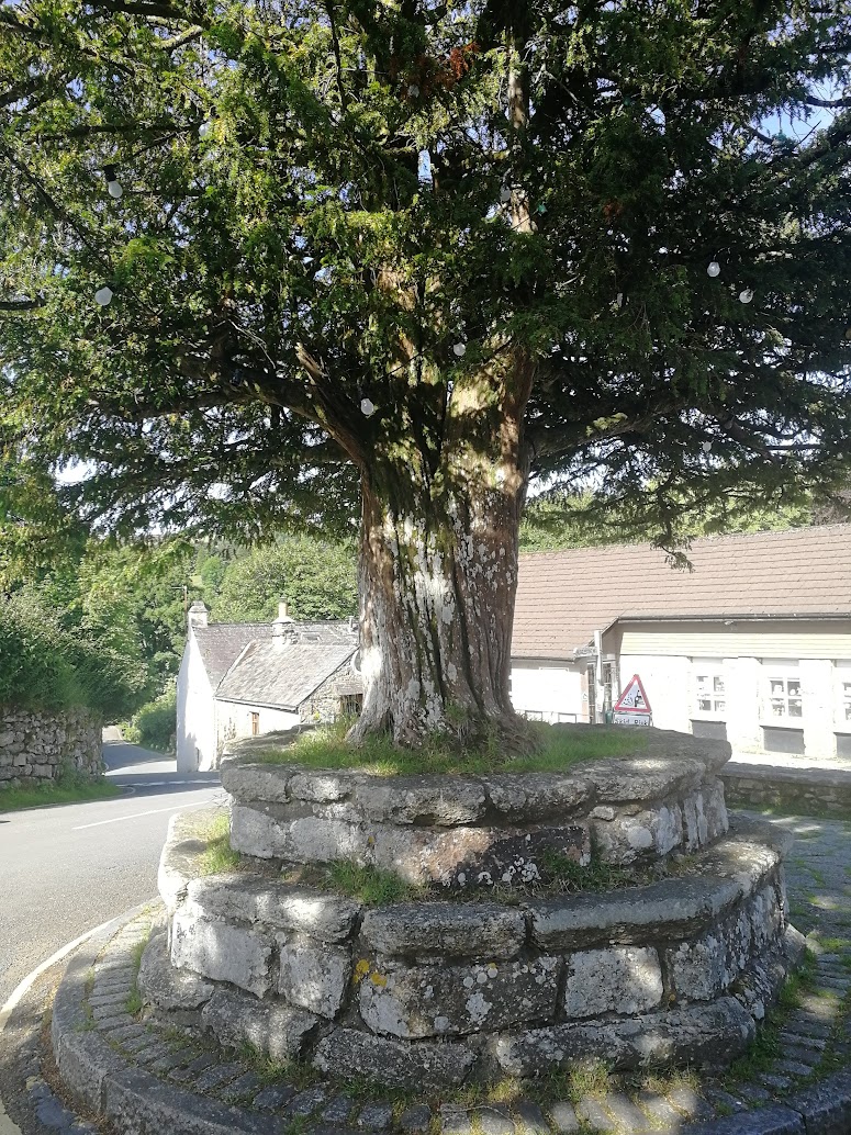 The Old Yew and it’s impressive base which predates the surrounding stonework considerably