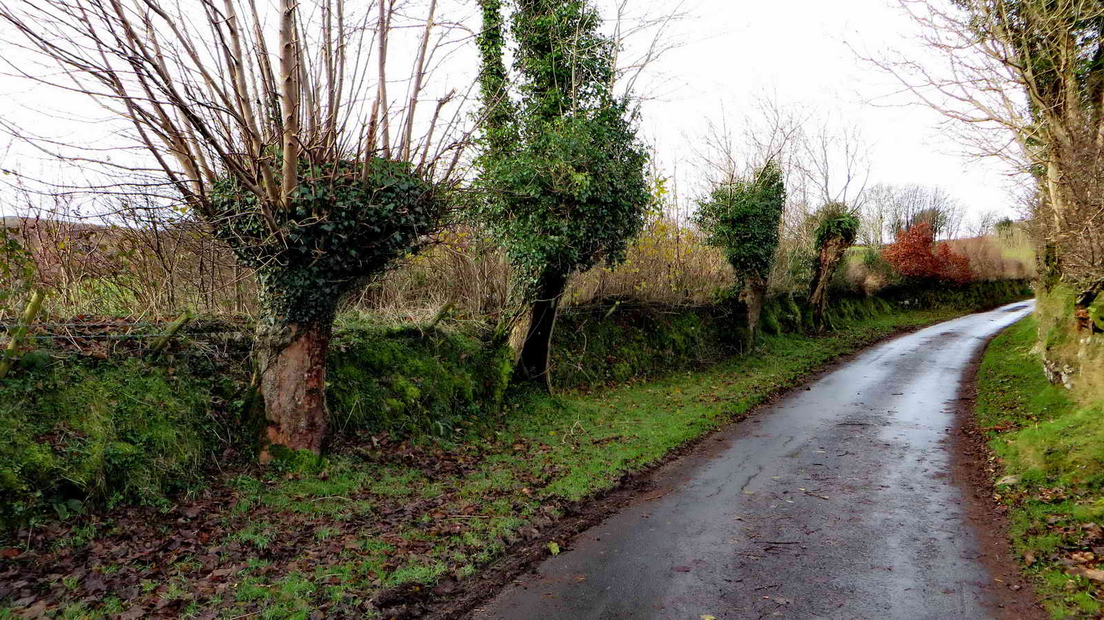 Pollarded trees on the roadside, some hollowed