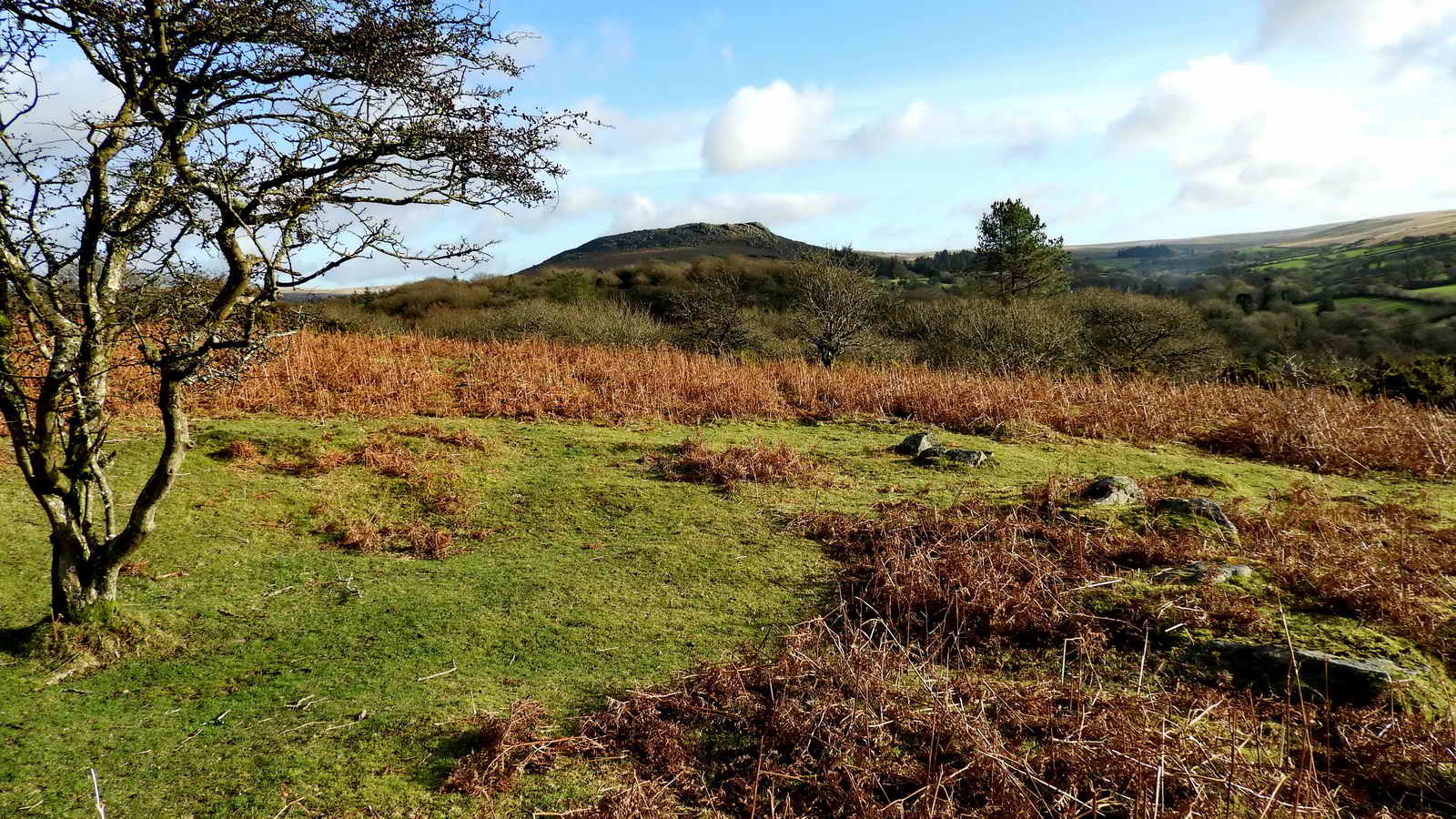 A solitary Bronze Age hut circle at SX 54905 67815. Some 95 metres from the quarry car park with Sheeps Tor behind